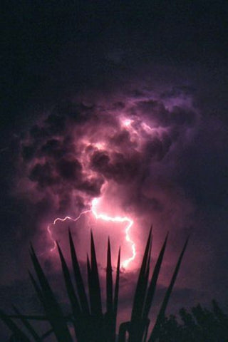 “Electric Agave” - Adam Gray